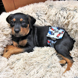 absorbent male dog wrap