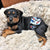 absorbent male dog wrap