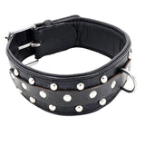 Studded Leather Dog Collar