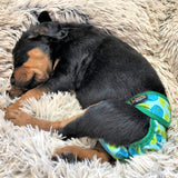 dog female diapers